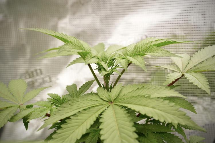 Blue Waffle F1 Zamnesia Pheno A. Week 4 - Blue Waffle F1 Pheno A  time to top 