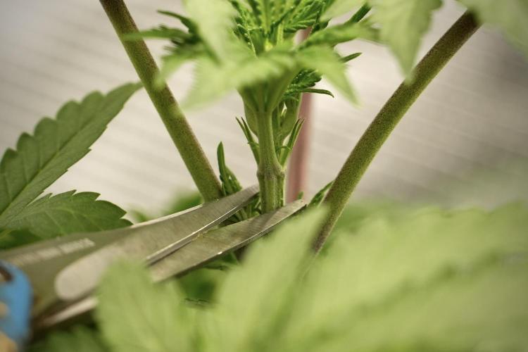 Blue Waffle F1 Zamnesia Pheno A. Week 4 - Blue Waffle F1 Pheno A  topping 