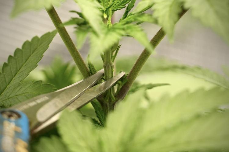 Blue Waffle F1 Zamnesia Pheno A. Week 4 - Blue Waffle F1 Pheno A  topping 