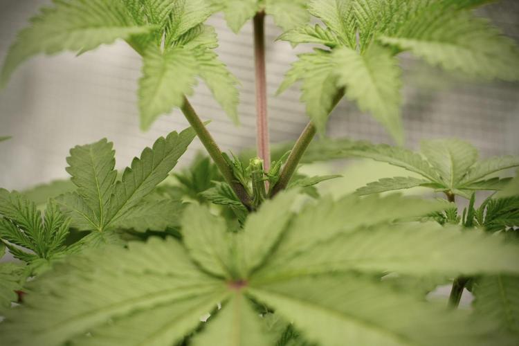 Blue Waffle F1 Zamnesia Pheno A. Week 4 - Blue Waffle F1 Pheno A  topping done
