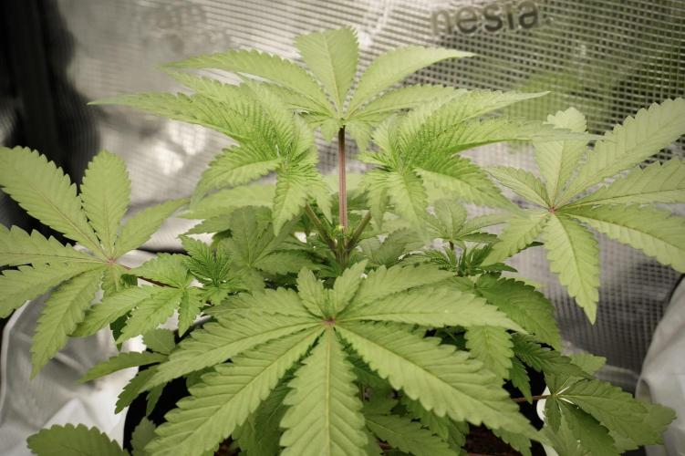 Blue Waffle F1 Zamnesia Pheno A. Week 4 - Blue Waffle F1 Pheno A  topping done