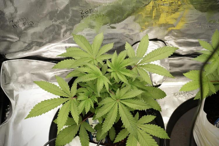 Blue Waffle F1 Zamnesia Pheno A. Week 4 - Blue Waffle F1 Pheno A  topping done