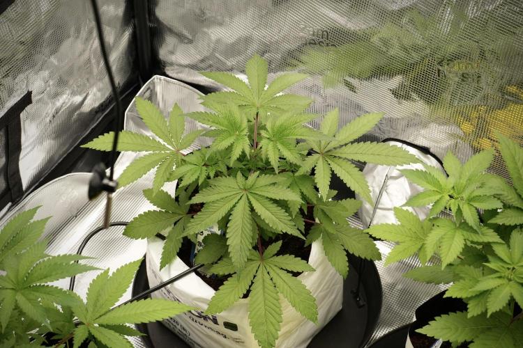 Blue Waffle F1 Zamnesia Pheno A. Week 4 - Blue Waffle F1 Pheno A  topping done