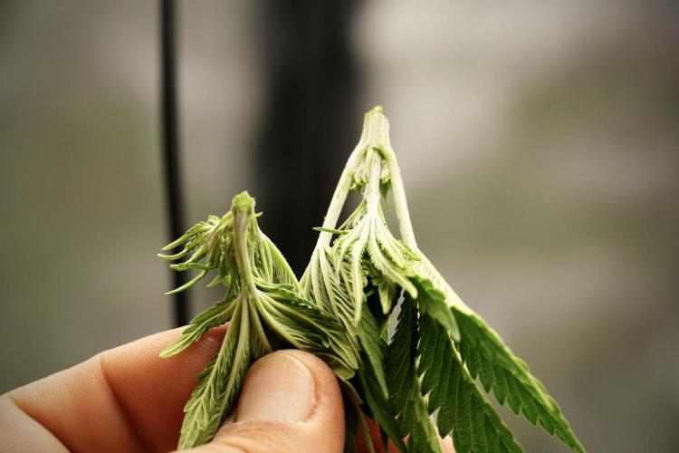 Blue Waffle F1 Zamnesia Pheno A. Week 4 - Blue Waffle F1 Tops 