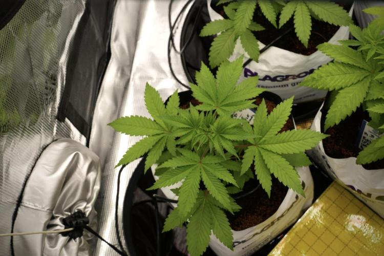 Pheno B Blue Waffle  F1 Zamnesia. Week 4 - Blue Waffle F1 Pheno B