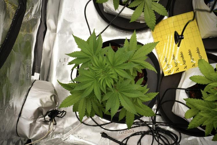 Pheno B Blue Waffle  F1 Zamnesia. Week 4 - Blue Waffle F1 Pheno B