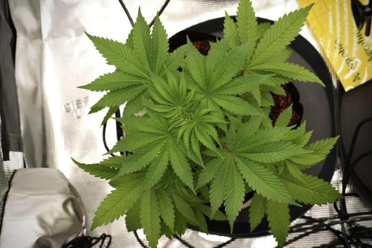 Pheno B Blue Waffle  F1 Zamnesia. Week 4 - Blue Waffle F1 Pheno B