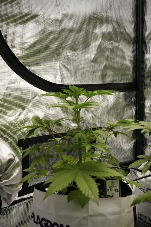 Pheno B Blue Waffle  F1 Zamnesia. Week 4 - Blue Waffle F1 Pheno B