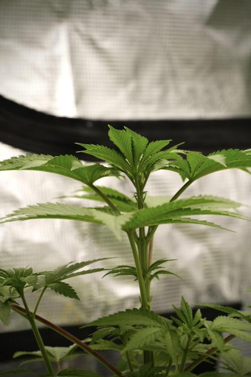Pheno B Blue Waffle  F1 Zamnesia. Week 4 - Blue Waffle F1 Pheno B