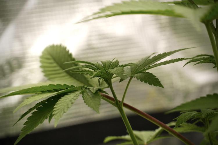Pheno B Blue Waffle  F1 Zamnesia. Week 4 - Blue Waffle F1 Pheno B