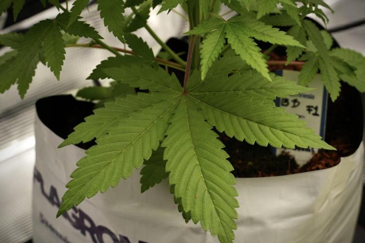 Pheno B Blue Waffle  F1 Zamnesia. Week 4 - Blue Waffle F1 Pheno B