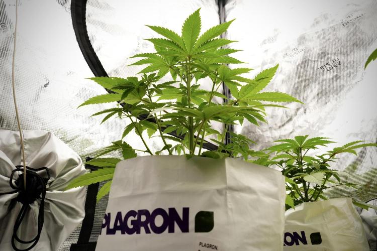 Pheno B Blue Waffle  F1 Zamnesia. Week 4 - Blue Waffle F1 Pheno B
