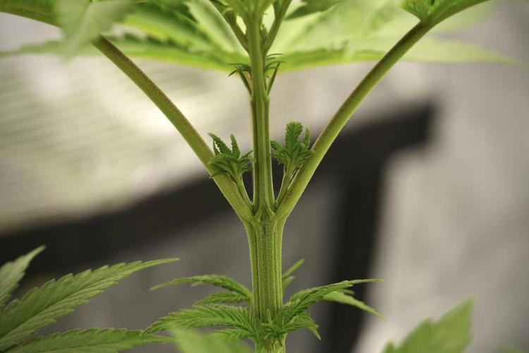 Pheno B Blue Waffle  F1 Zamnesia. Week 4 - Blue Waffle F1 Pheno B Topping 101