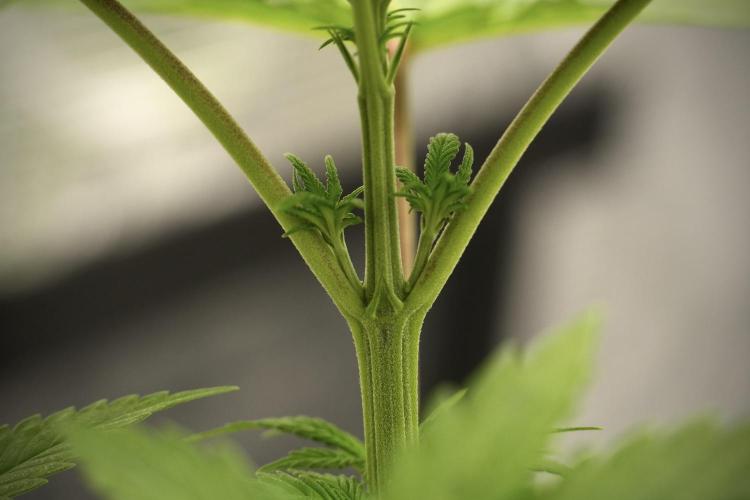 Pheno B Blue Waffle  F1 Zamnesia. Week 4 - Blue Waffle F1 Pheno B Topping 101
