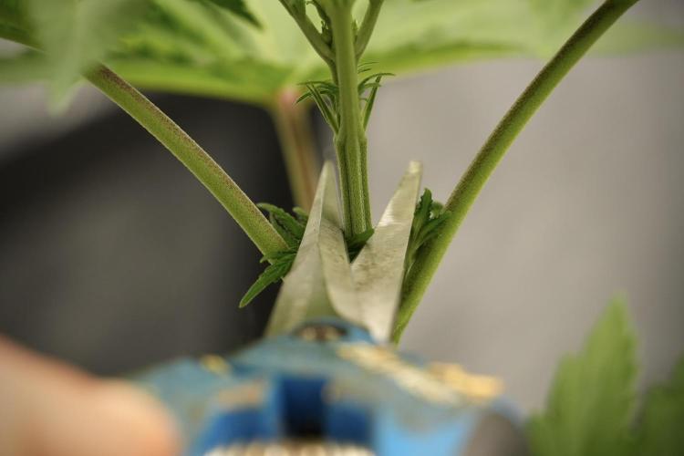 Pheno B Blue Waffle  F1 Zamnesia. Week 4 - Blue Waffle F1 Pheno B Topping 101