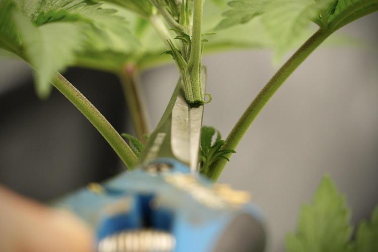 Pheno B Blue Waffle  F1 Zamnesia. Week 4 - Blue Waffle F1 Pheno B Topping 101