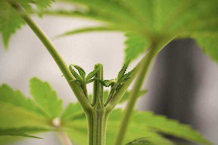 Pheno B Blue Waffle  F1 Zamnesia. Week 4 - Blue Waffle F1 Pheno B Topping 101