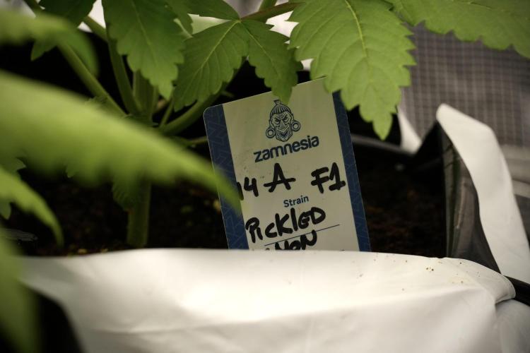 Pickle Lemon Haze F1 Zamnesia Pheno A. Week 4 - Pickle Lemon Haze F1  Pheno A