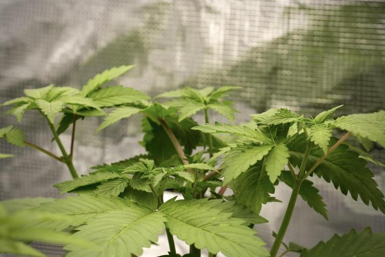 Pickle Lemon Haze F1 Zamnesia Pheno A. Week 4 - Pickle Lemon Haze F1  Pheno A