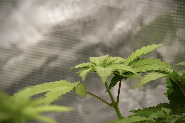 Pickle Lemon Haze F1 Zamnesia Pheno A. Week 4 - Pickle Lemon Haze F1  Pheno A