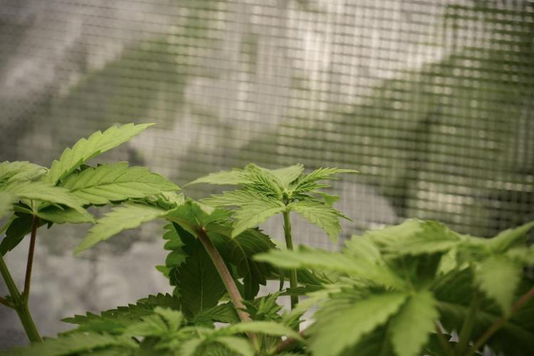 Pickle Lemon Haze F1 Zamnesia Pheno A. Week 4 - Pickle Lemon Haze F1  Pheno A