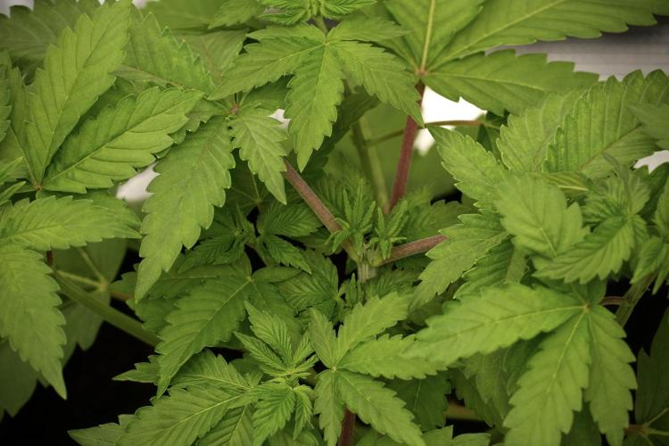 Pickle Lemon Haze F1 Zamnesia Pheno A. Week 4 - Pickle Lemon Haze F1  Pheno A