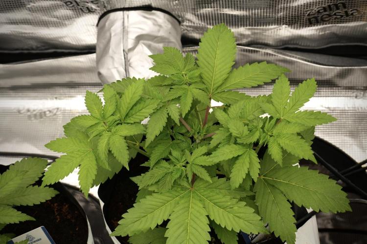 Pickle Lemon Haze F1 Zamnesia Pheno A. Week 4 - Pickle Lemon Haze F1  Pheno A