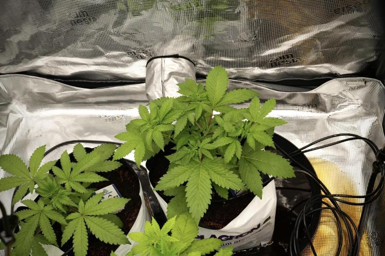 Pickle Lemon Haze F1 Zamnesia Pheno A. Week 4 - Pickle Lemon Haze F1  Pheno A