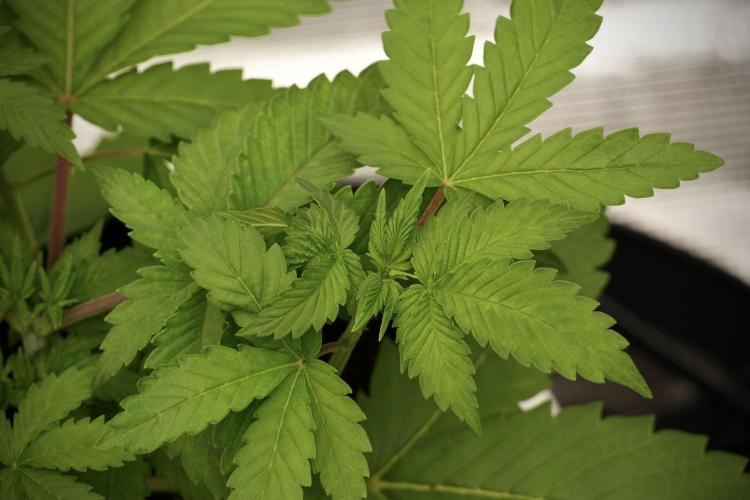 Pickle Lemon Haze F1 Zamnesia Pheno A. Week 4 - Pickle Lemon Haze F1  Pheno A