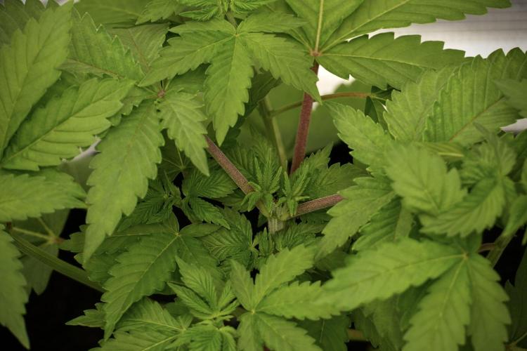 Pickle Lemon Haze F1 Zamnesia Pheno A. Week 4 - Pickle Lemon Haze F1  Pheno A