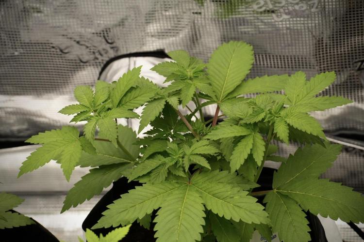 Pickle Lemon Haze F1 Zamnesia Pheno A. Week 4 - Pickle Lemon Haze F1  Pheno A