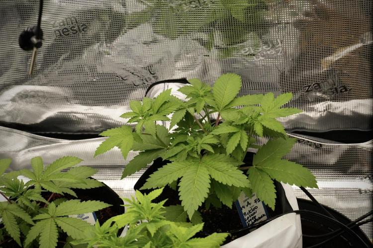 Pickle Lemon Haze F1 Zamnesia Pheno A. Week 4 - Pickle Lemon Haze F1  Pheno A