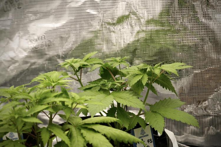 Pickle Lemon Haze F1 Zamnesia Pheno A. Week 4 - Pickle Lemon Haze F1  Pheno A
