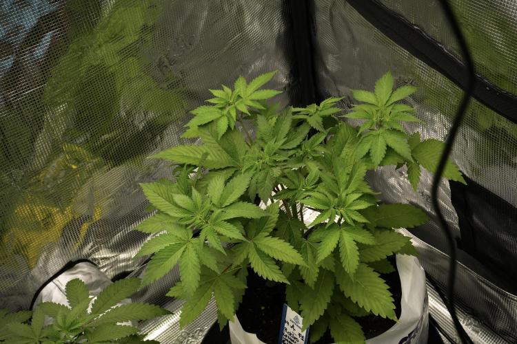 Pickle Lemon Haze F1 Zamnesia Pheno A. Week 4 - Pickle Lemon Haze F1  Pheno A