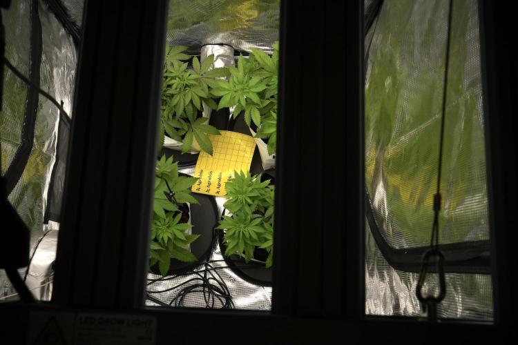 Pickle Lemon Haze F1 Zamnesia Pheno A. Week 4 - Room and vibes 