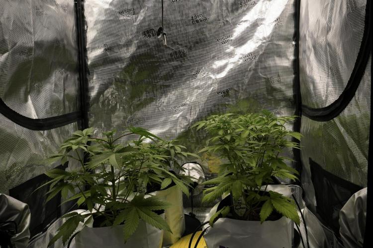 Pickle Lemon Haze F1 Zamnesia Pheno A. Week 4 - Room and vibes 