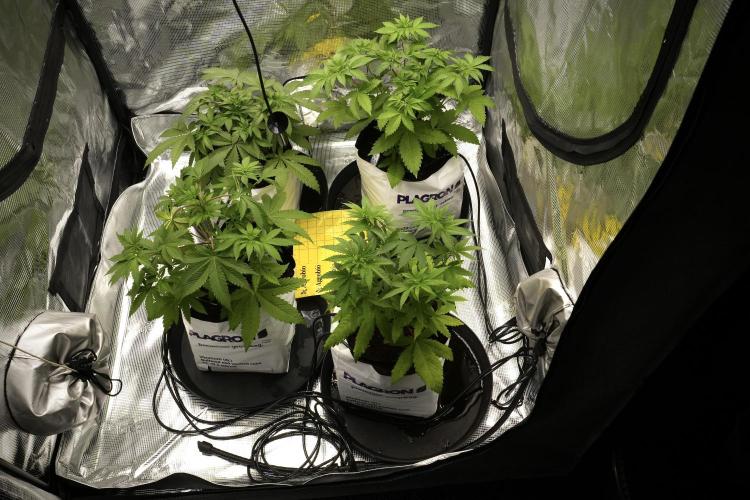 Pickle Lemon Haze F1 Zamnesia Pheno A. Week 4 - Room and vibes 
