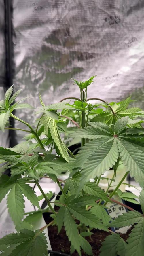 Pickle Lemon Haze F1 Zamnesia Pheno A