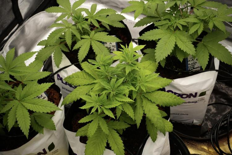Pheno B Pickle Lemon Haze F1 Zamnesia. Week 4 - Pickle Lemon Haze F1 Pheno B