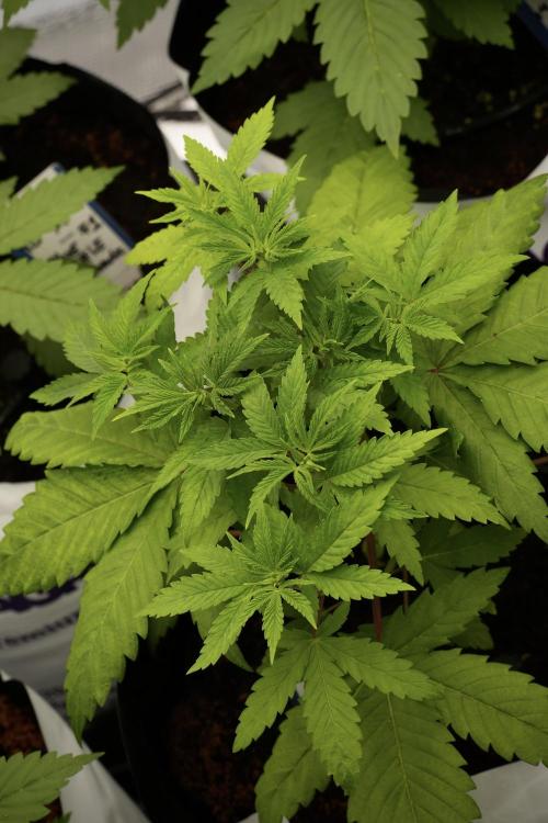 Pheno B Pickle Lemon Haze F1 Zamnesia. Week 4 - Pickle Lemon Haze F1 Pheno B
