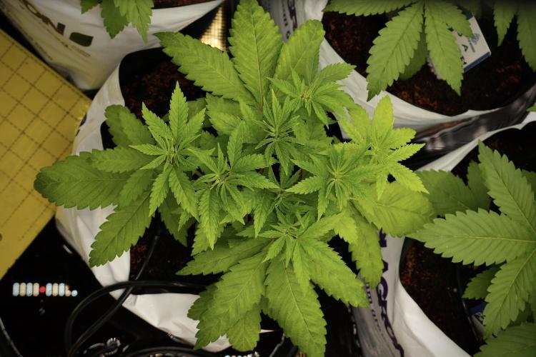 Pheno B Pickle Lemon Haze F1 Zamnesia. Week 4 - Pickle Lemon Haze F1 Pheno B