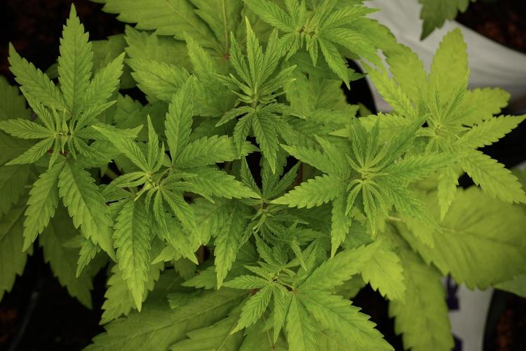 Pheno B Pickle Lemon Haze F1 Zamnesia. Week 4 - Pickle Lemon Haze F1 Pheno B