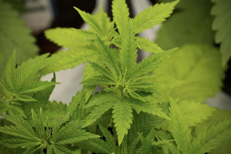 Pheno B Pickle Lemon Haze F1 Zamnesia. Week 4 - Pickle Lemon Haze F1 Pheno B
