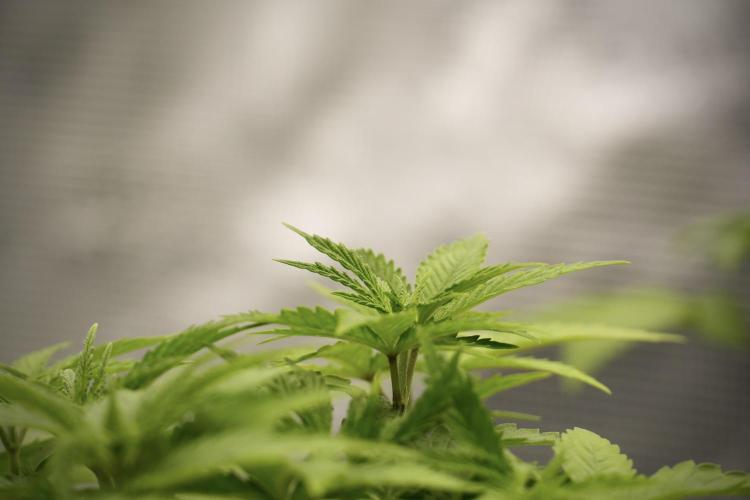 Pheno B Pickle Lemon Haze F1 Zamnesia. Week 4 - Pickle Lemon Haze F1 Pheno B