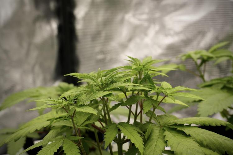 Pheno B Pickle Lemon Haze F1 Zamnesia. Week 4 - Pickle Lemon Haze F1 Pheno B