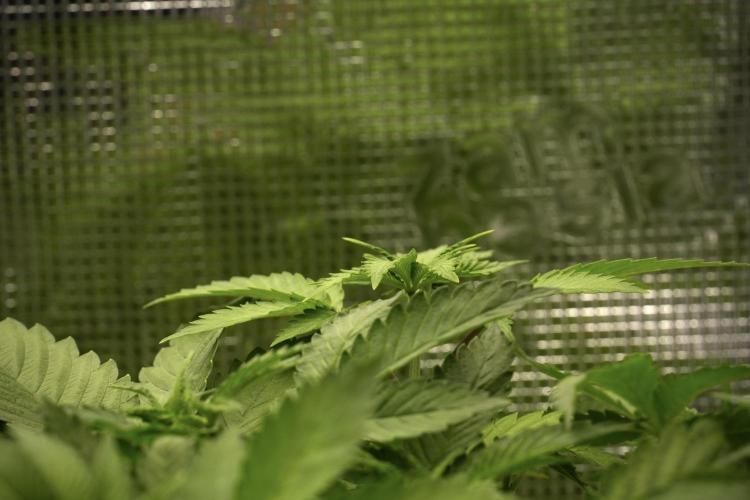 Pheno B Pickle Lemon Haze F1 Zamnesia. Week 4 - Pickle Lemon Haze F1 Pheno B