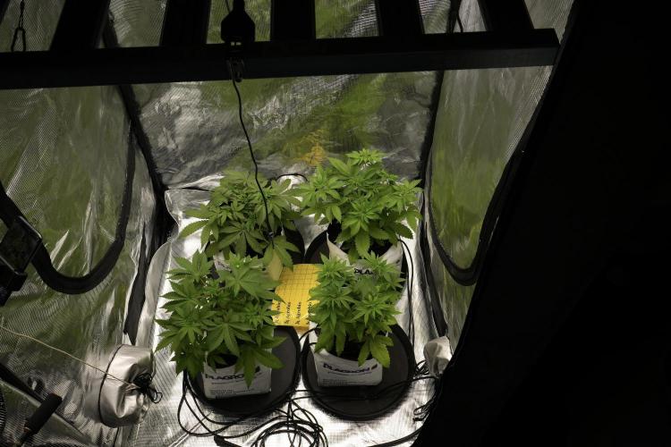 Pheno B Pickle Lemon Haze F1 Zamnesia. Week 4 - Room and vibes 