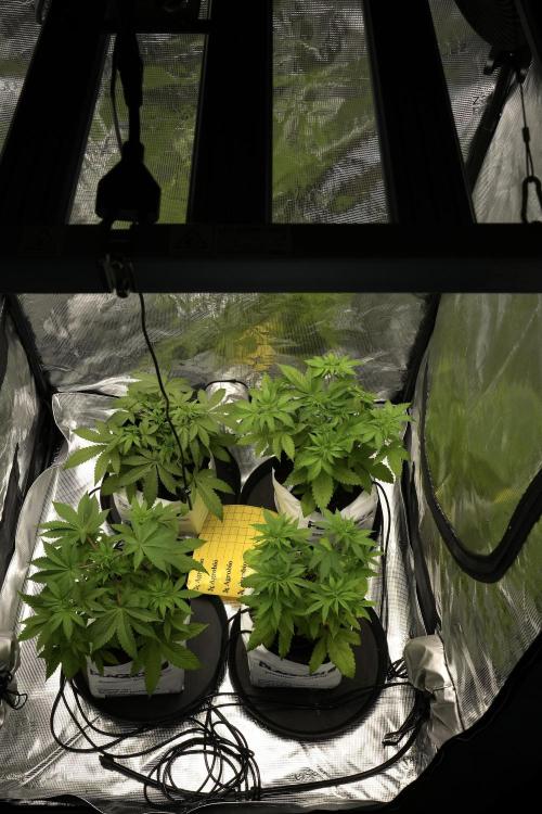 Pheno B Pickle Lemon Haze F1 Zamnesia. Week 4 - Room and vibes 