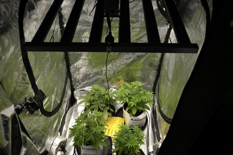 Pheno B Pickle Lemon Haze F1 Zamnesia. Week 4 - Room and vibes 