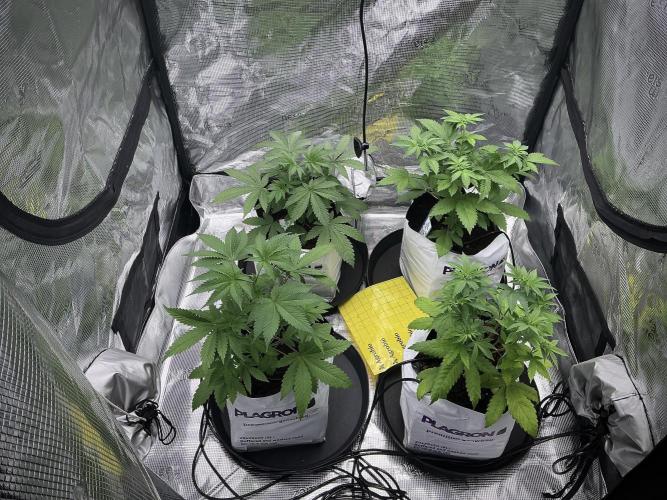 Pheno B Pickle Lemon Haze F1 Zamnesia. Week 4 - Room and vibes 
